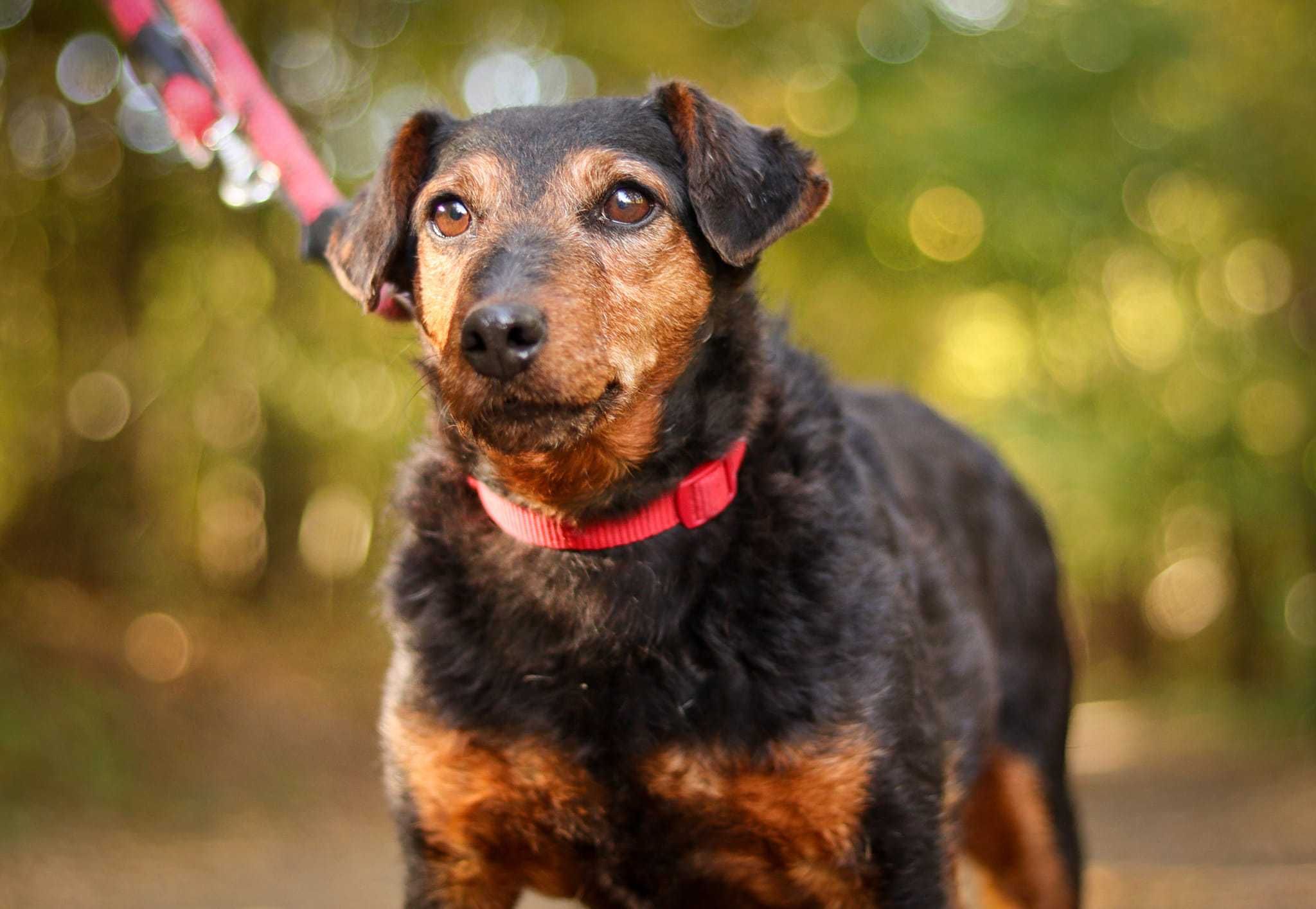 Sunia terier niemiecki do adopcji