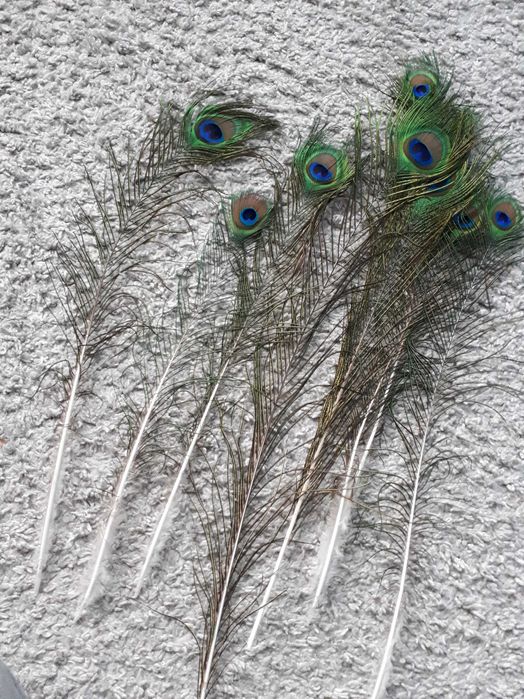 Pawie pióra piórka pawia  8szt. 35-45 cm