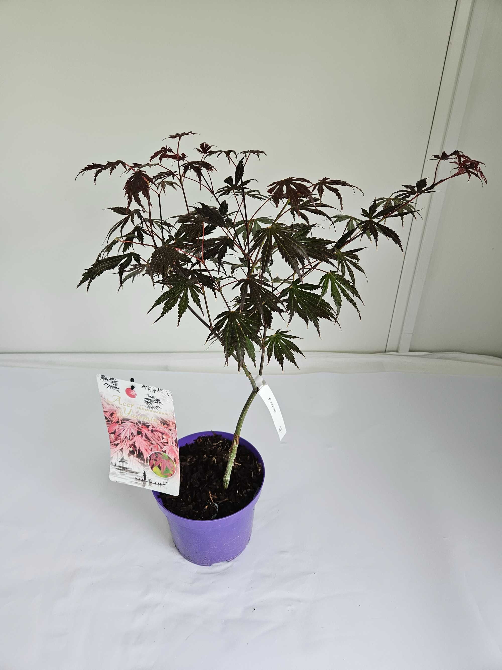 Klon Palmowy szczepiony yasemin (Acer Shirasawanum Yasemin)