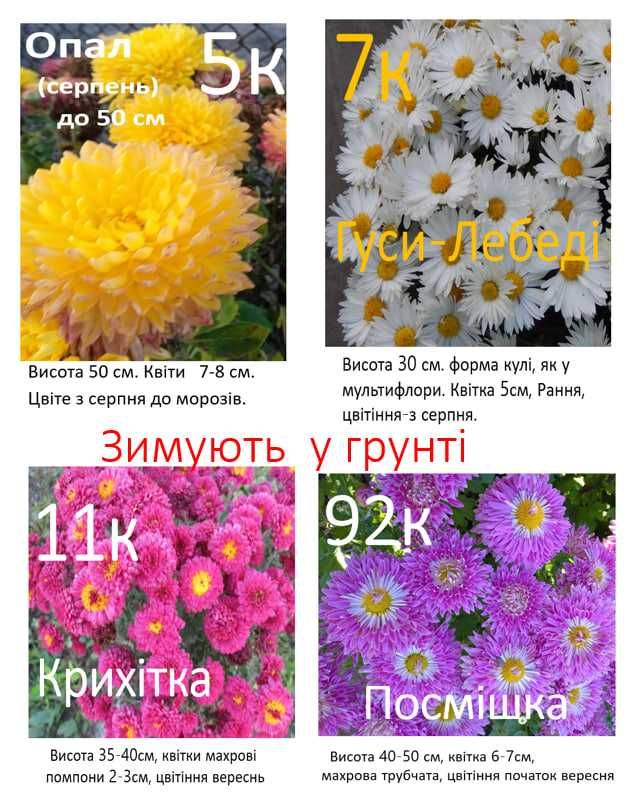 Колеуси саджанці ,свіжозріз.Хризантеми мультифлора та корейки