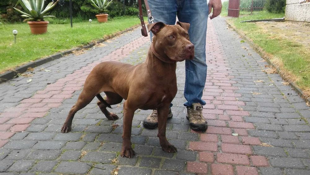 Pit Bull Red Nose Szczeniak
