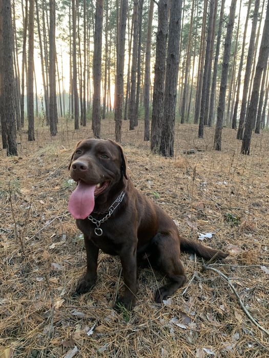 Злучка, вязка лабрадора