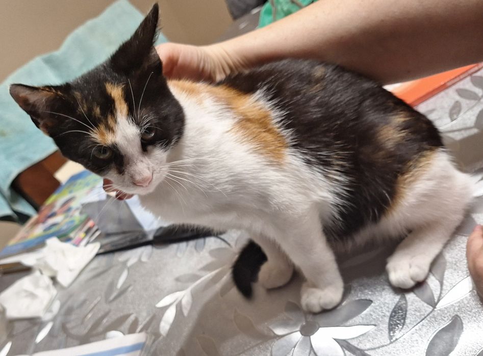 Kotka ok.8 miesięcy