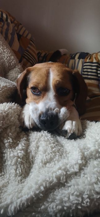 Beagle para acasalar