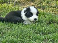 Szczeniaki Border Collie