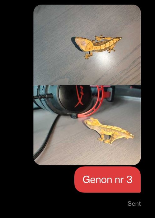 Gekon orzęsiony gekony orzęsione nsex małe