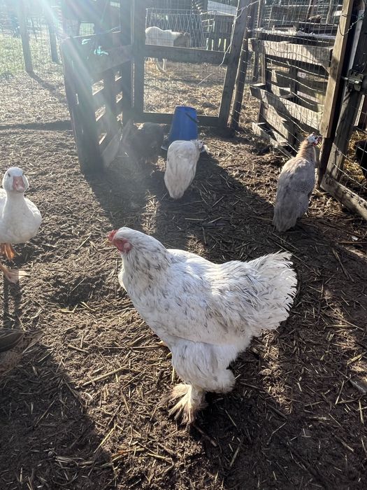 Duas femeas brahma splash