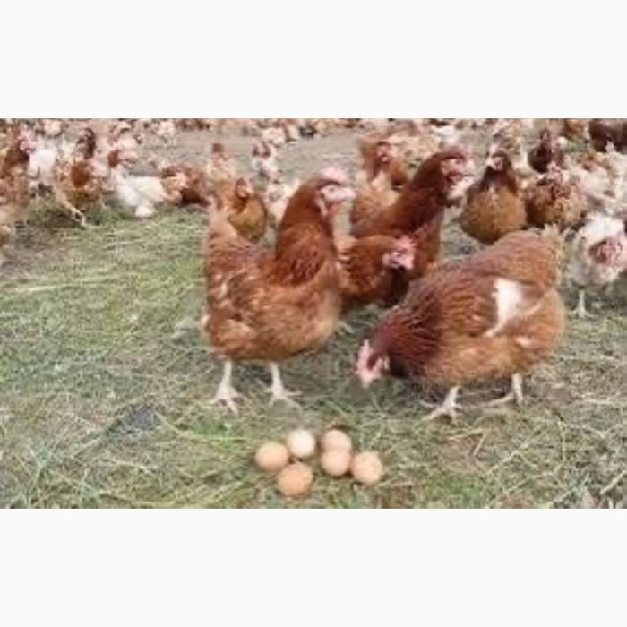 Кури курочки несушки несушки