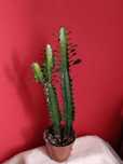 Kwiaty doniczkowe sukulenty Euphorbia