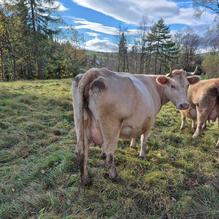 Sprzedam 2 krowy wysoko cielne