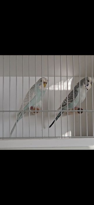 Casais de poupas e ingleses, entre outras várias aves.