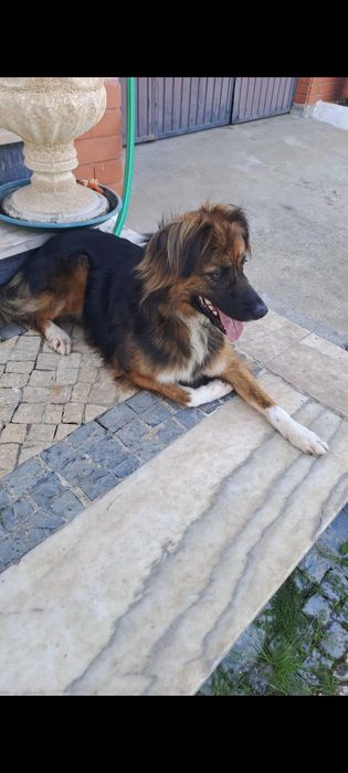 Cadela castrada para adoção