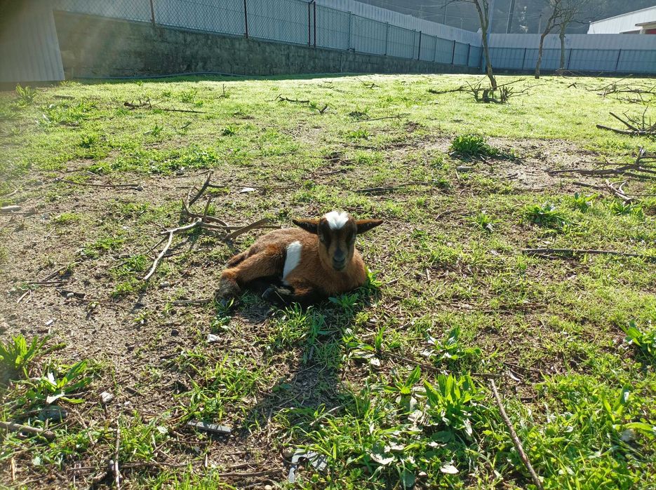Cabritinho anão macho muito lindo