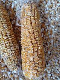 Насіння цукрової кукурудзи Світстар f2