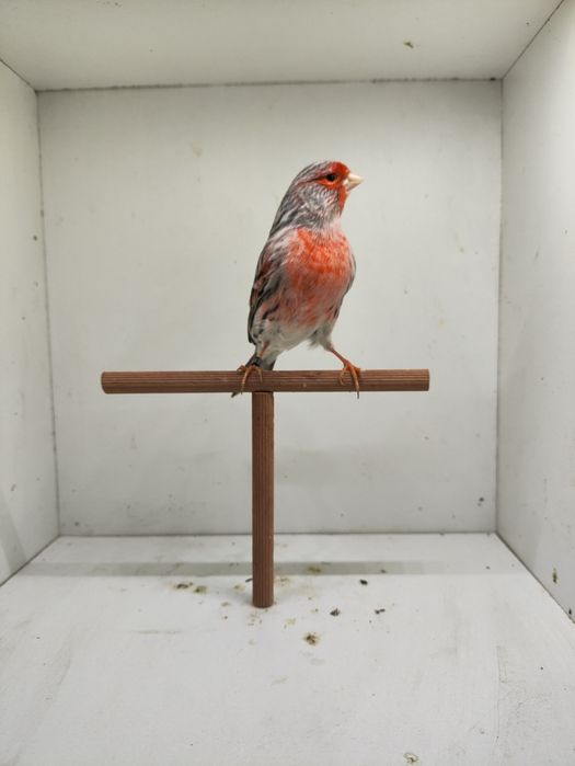 Ágatas Vermelho Mosaico 2025 Machos