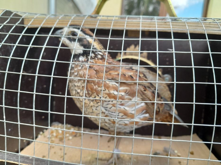 Samiec przepiórki wirginijskiej