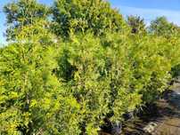 Tuja Thuja Brabant 160-180 cm Premium
