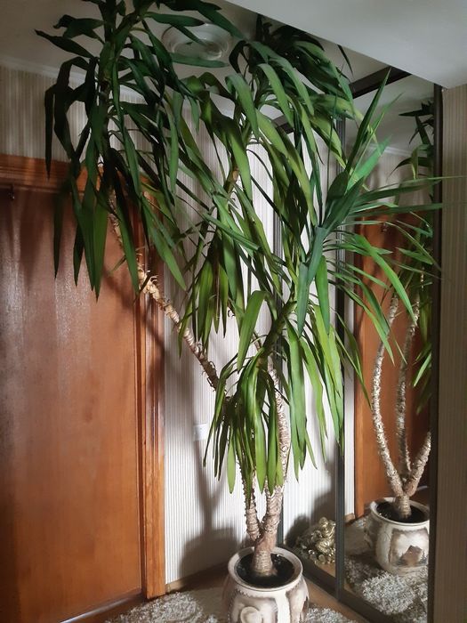 Продам  розкішну юкку