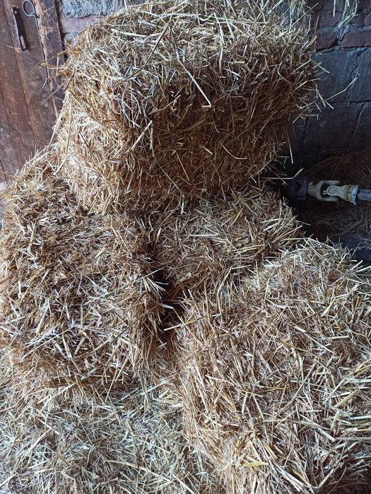 Słoma pszenna w kostkach