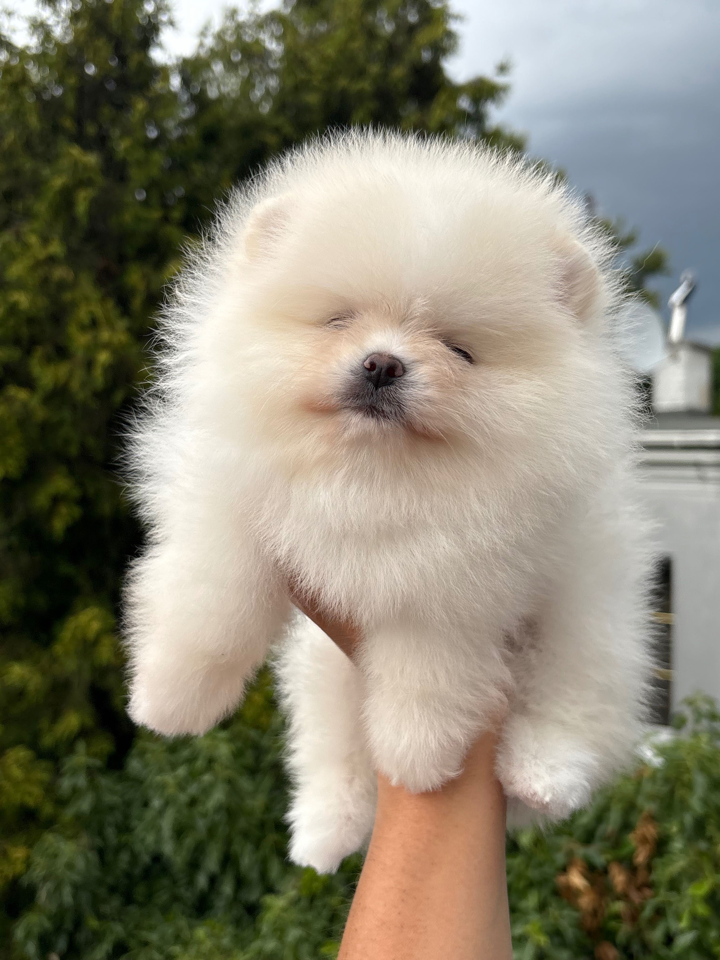 Samiec kremowy FCI zkwp Pomeranian szpic miniaturowy