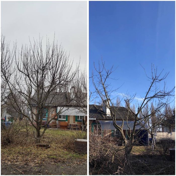 Професійна обрізка плодових дерев та кущів