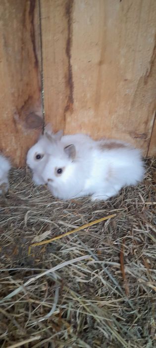 Królik miniaturka karzełek