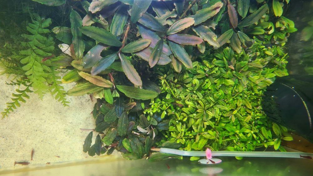 Акваріумні рослини, папороть, буцефаландра, анубіас