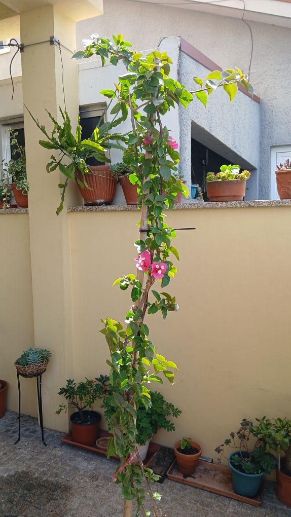 Voganvilla vermelha a rosa chok, lindíssima com metro e meio de altura