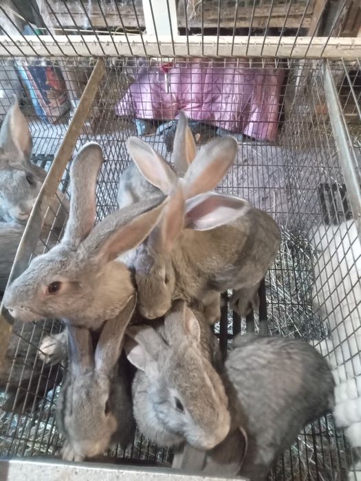 Продам кролі шиншила термонець