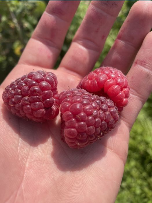 Малина Джоан Джей