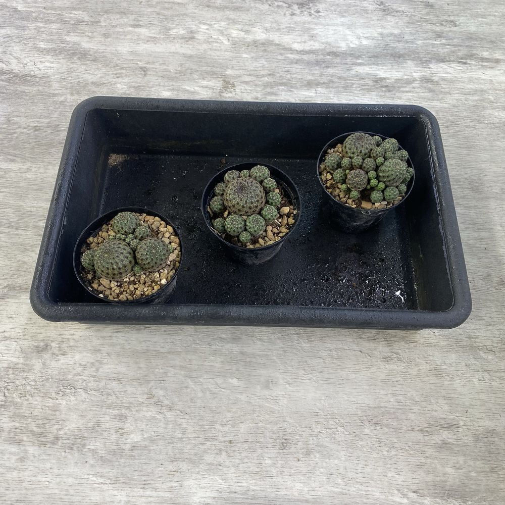Кактус Sulcorebutia rauschii violacidermis