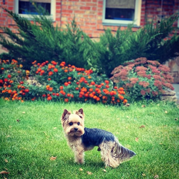 Вязка ! Ищу невесту!