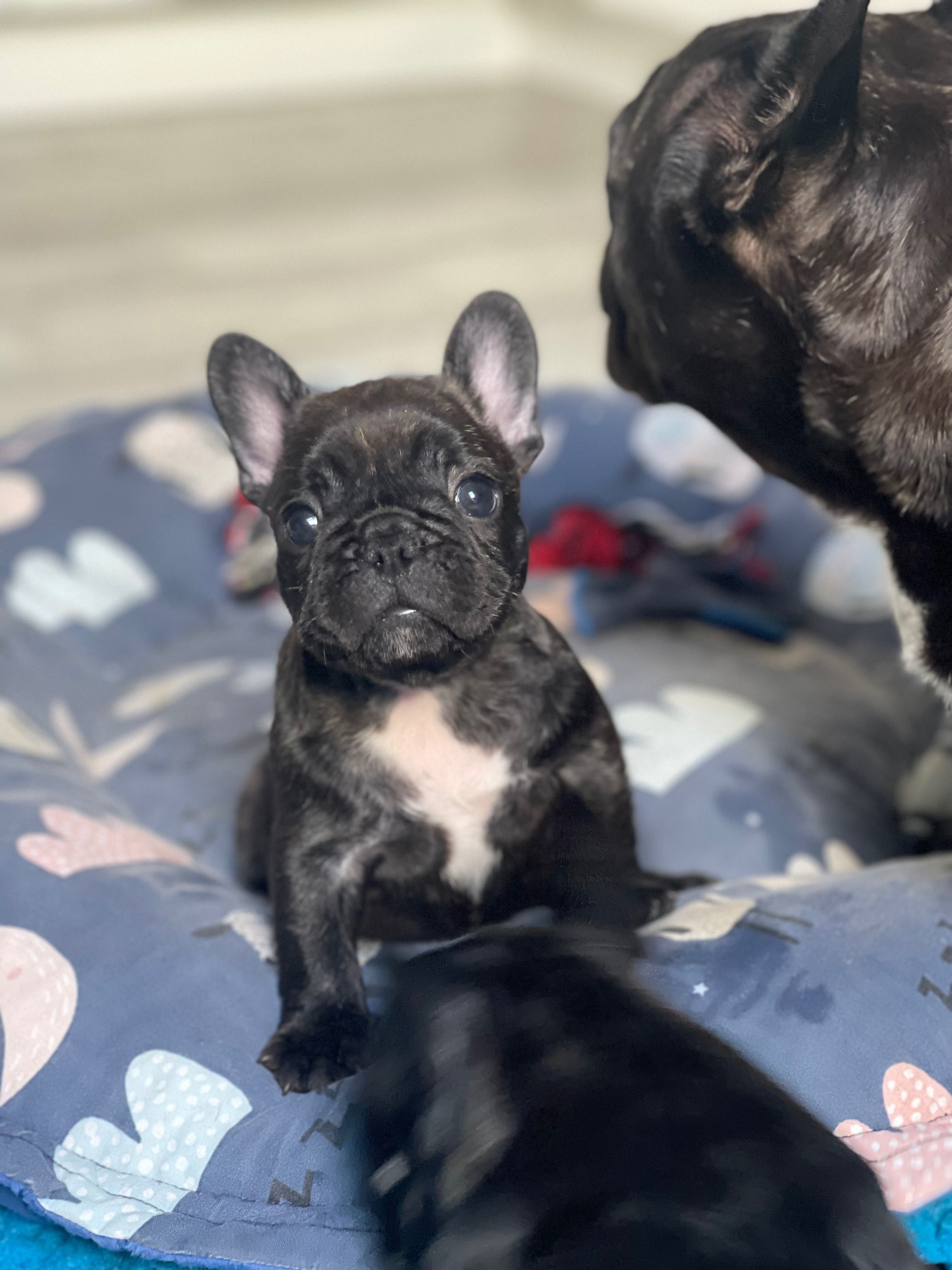 Buldog francuski