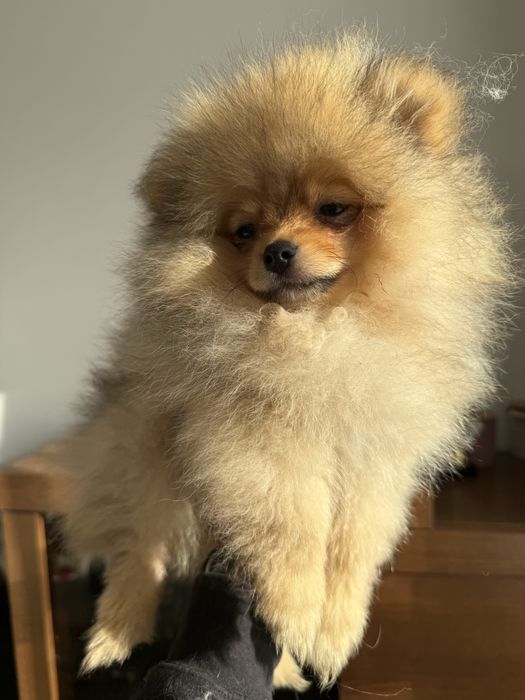 Szoic miniaturowy pomeranian chlopiec