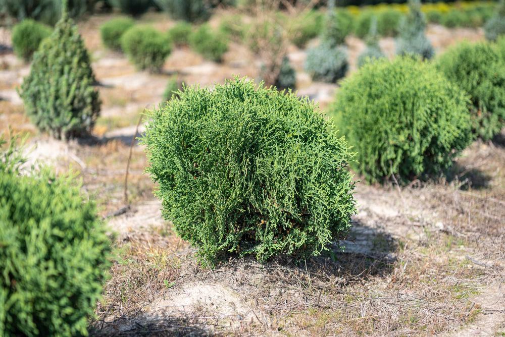 Thuja 'Hoseri'' PROMOCJA Tuja Żywotnik zachodni 'Hoseri'/ KULISTA