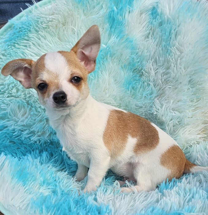 Chihuahua Pêlo Curto