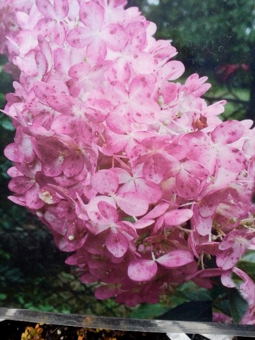 hortensja,hortensja ogrodowa,hortensja bukietowa,vanilia fraise,anabel