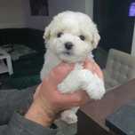Bichon frise  suczka ZKwP fci cudo