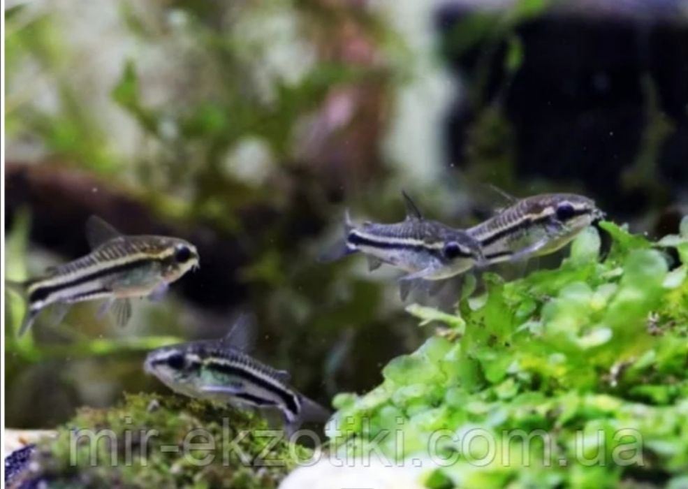 Сомік коридорас Нанус, Пігмей, Венесуела оранж і блек, крапчастий ...