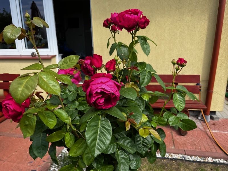 Apartament Rewa nad morzem