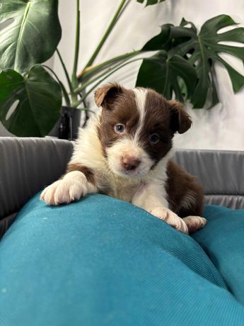 Szczeniak Border Collie FCI