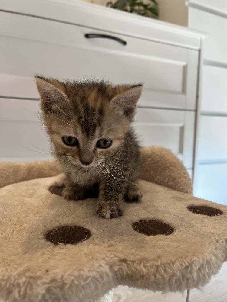 Lila koteczka do adopcji