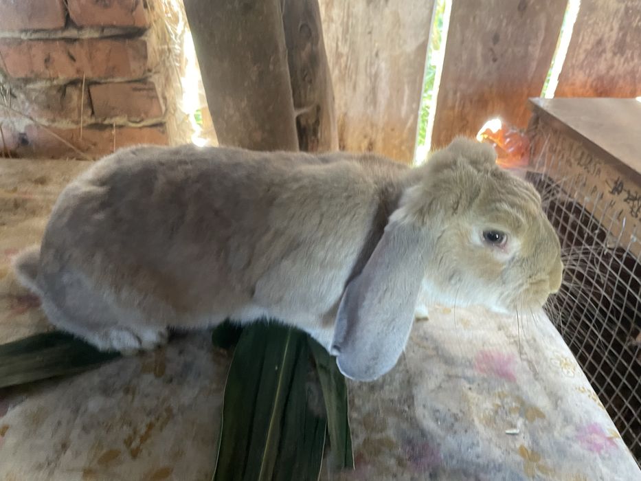 Кролі різних порід і віку