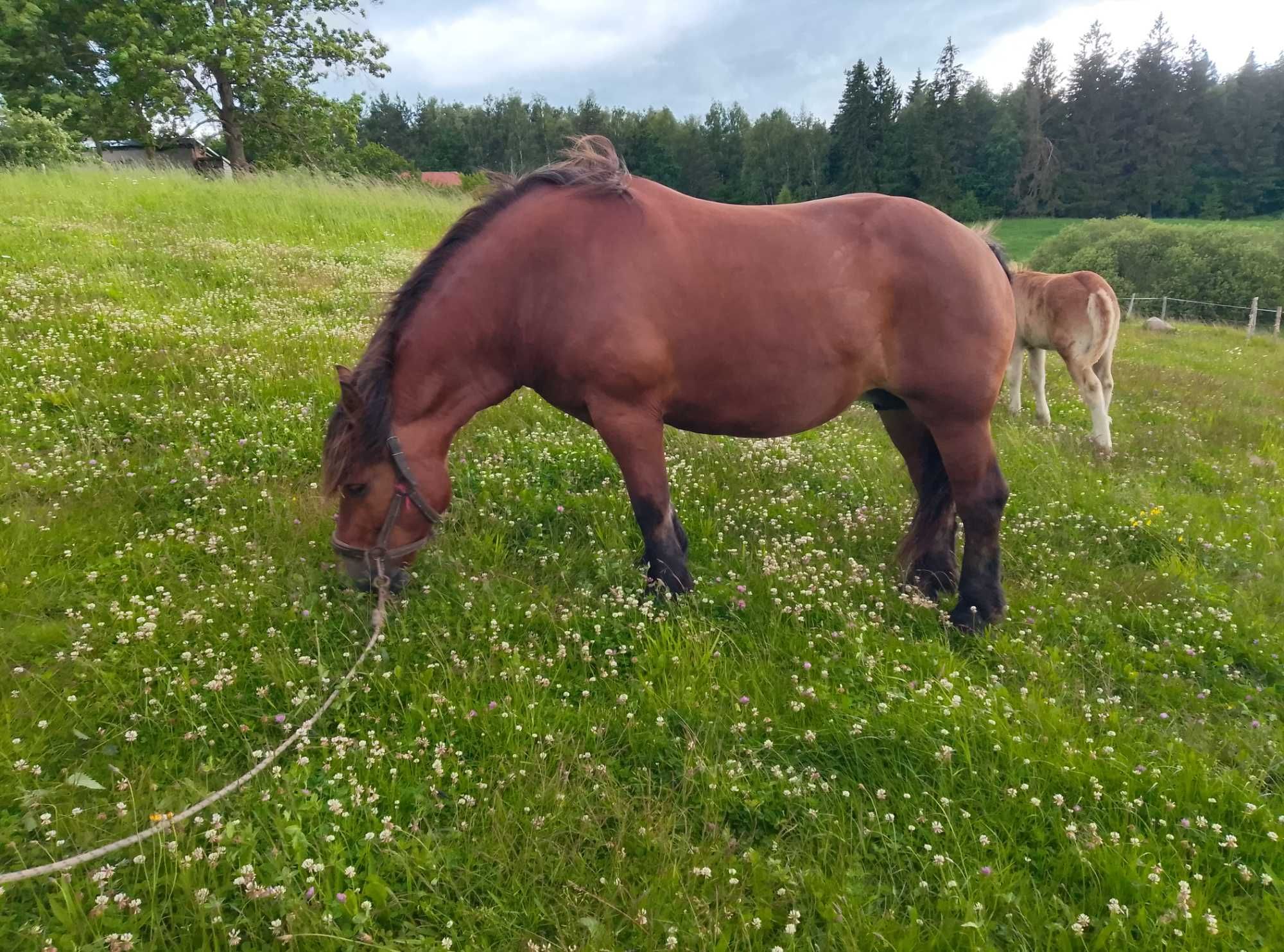 Sprzedam klacz z Licencją że źrebakiem zrebną