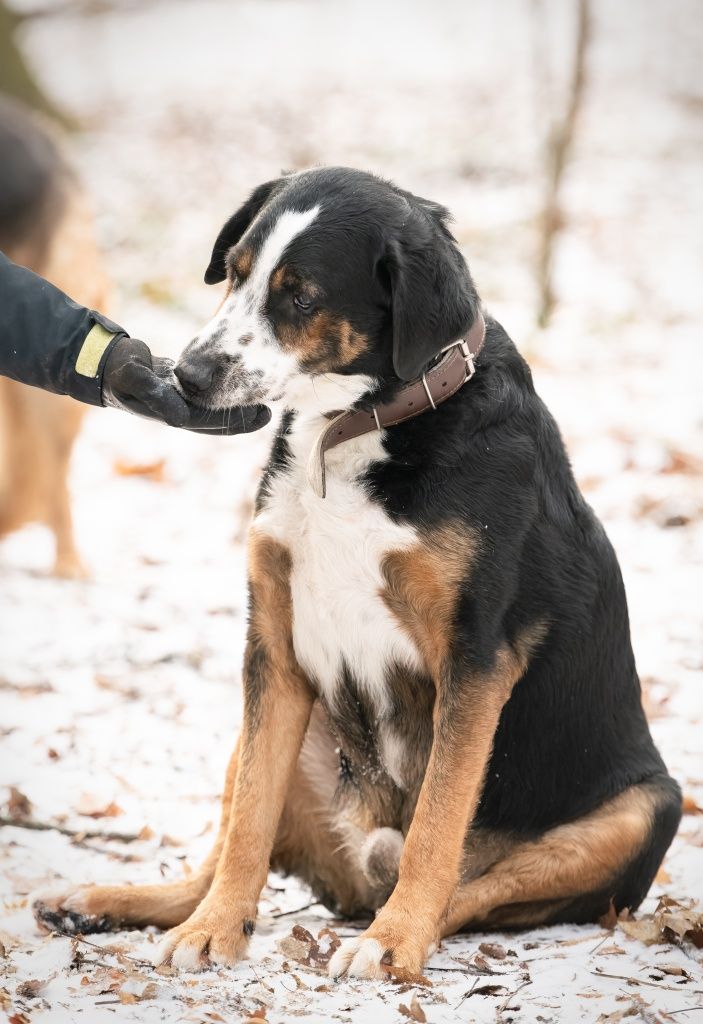 Pies Piegusek w typie szwajcarskiego psa pasterskiego do adopcji!