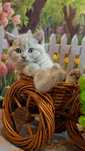 Обаятельный котёнок