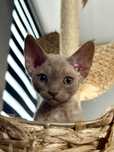 Kocurek devon rex