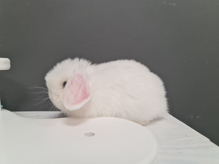 Mini lop królik króliczek miniaturka baranek hodowla transport