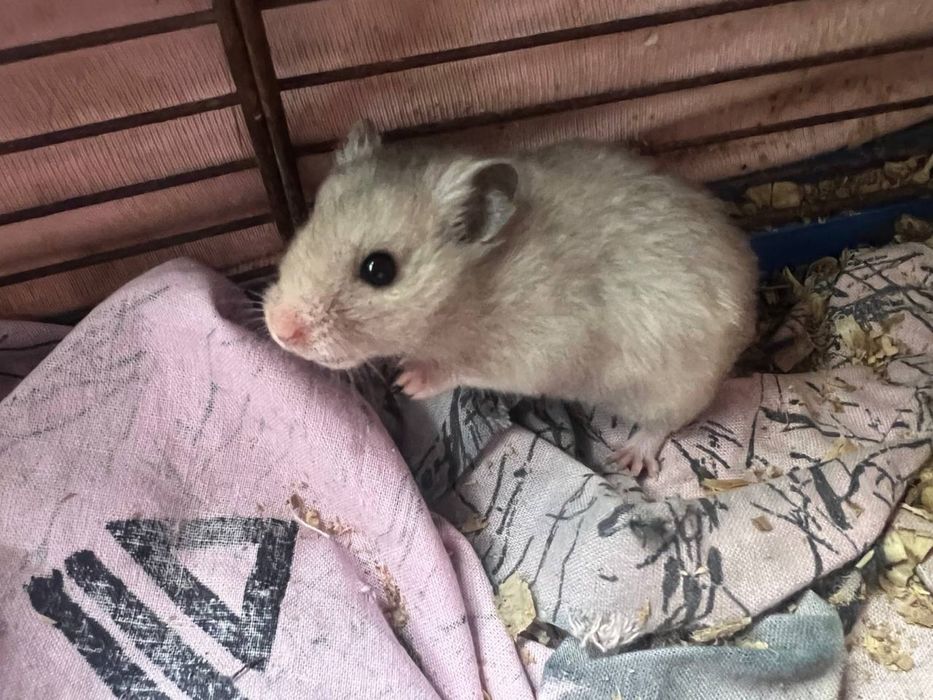 Пепельные и рыженькие Кролики Карликовые