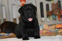 Labrador retriever z metryką ZKwP(FCI)